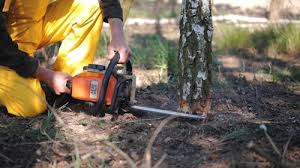 How Our Tree Care Process Works  in Vandenberg Af, CA